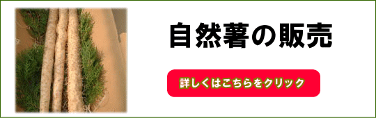 自然薯の販売ページ