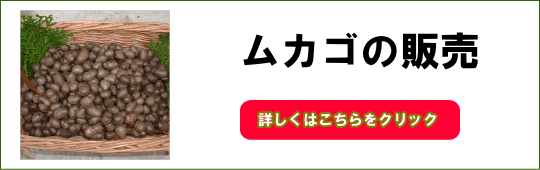 ムカゴの販売ページ