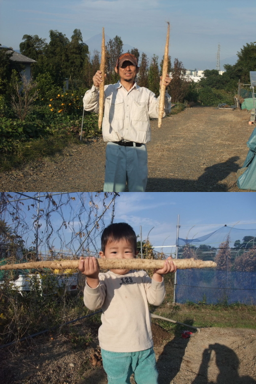 自然薯の収穫の様子です